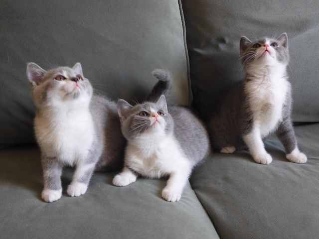 Britisch Kurzhaar (BKH), Katzenbabies, Katzenbabys, Kitten, (m/w)