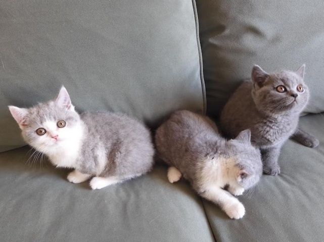 Britisch Kurzhaar (BKH), Katzenbabies, Katzenbabys, Kitten, (m/w)