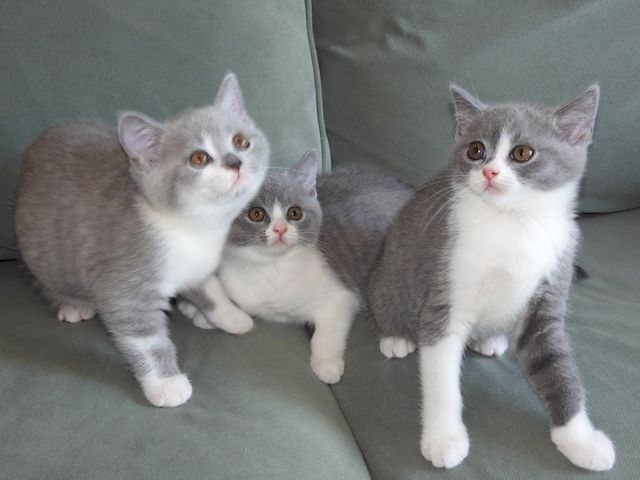Britisch Kurzhaar (BKH), Katzenbabies, Katzenbabys, Kitten, (m/w)