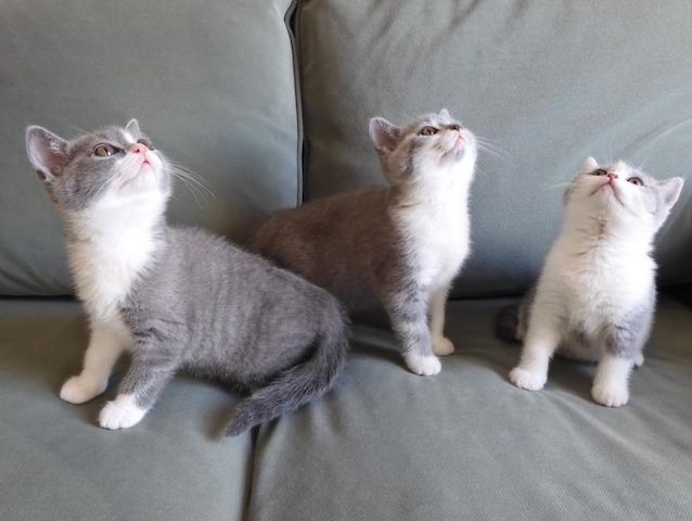 Britisch Kurzhaar (BKH), Katzenbabies, Katzenbabys, Kitten, (m/w)