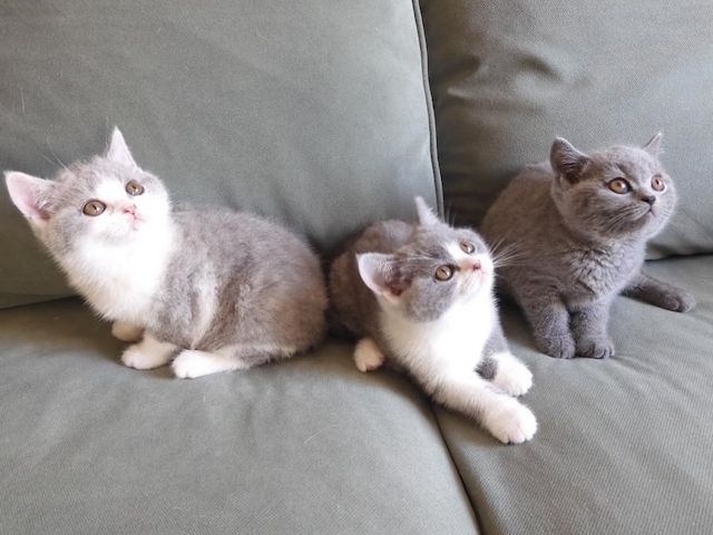 Britisch Kurzhaar (BKH), Katzenbabies, Katzenbabys, Kitten, (m/w)