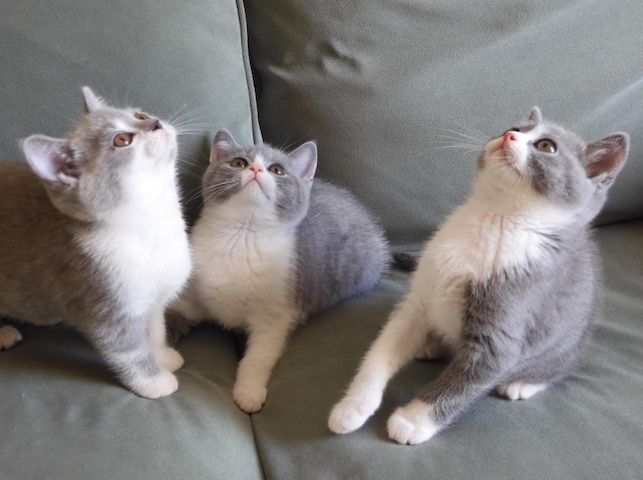 Britisch Kurzhaar (BKH), Katzenbabies, Katzenbabys, Kitten, (m/w)