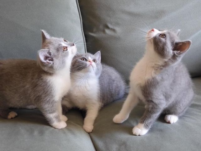 Britisch Kurzhaar (BKH), Katzenbabies, Katzenbabys, Kitten, (m/w)