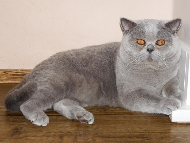 Britisch Kurzhaar (BKH), Katzenbabies, Katzenbabys, Kitten, (m/w)
