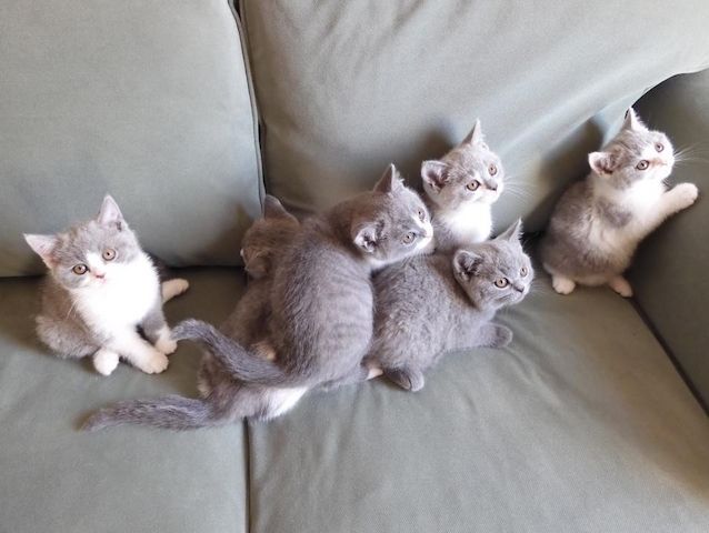 Britisch Kurzhaar (BKH), Katzenbabies, Katzenbabys, Kitten, (m/w)