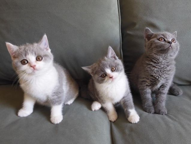 Britisch Kurzhaar (BKH), Katzenbabies, Katzenbabys, Kitten, (m/w)