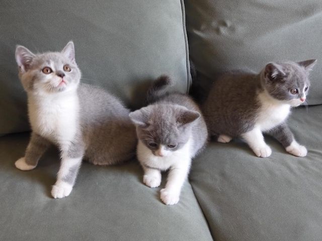 Britisch Kurzhaar (BKH), Katzenbabies, Katzenbabys, Kitten, (m/w)
