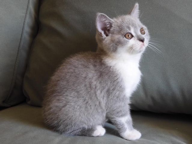 Britisch Kurzhaar (BKH), Katzenbabies, Katzenbabys, Kitten, (m/w)