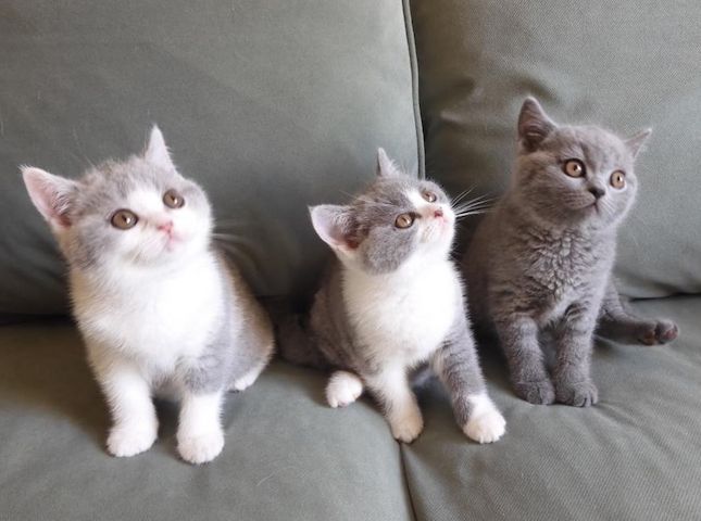Britisch Kurzhaar (BKH), Katzenbabies, Katzenbabys, Kitten, (m/w)