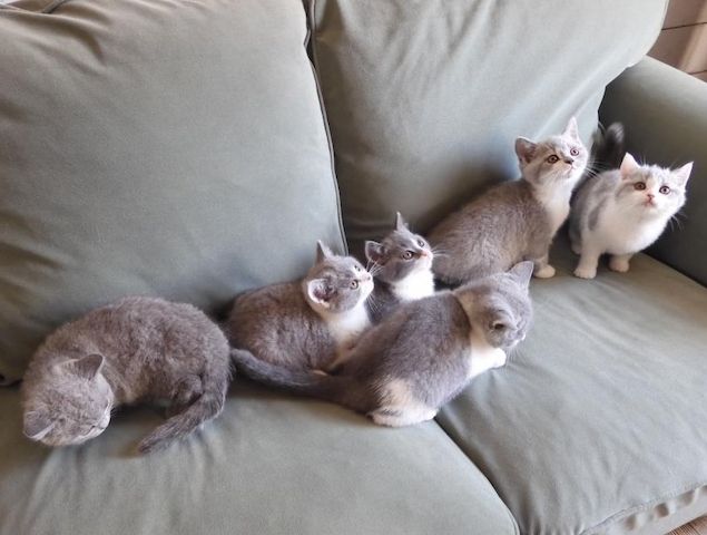 Britisch Kurzhaar (BKH), Katzenbabies, Katzenbabys, Kitten, (m/w)