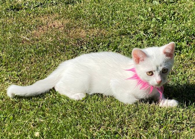 Einzigartiger weißer  Baby-Kater Mutter Kaho Manee -BKH - Mix Vater Maine Coone  BKH Mix 300€
