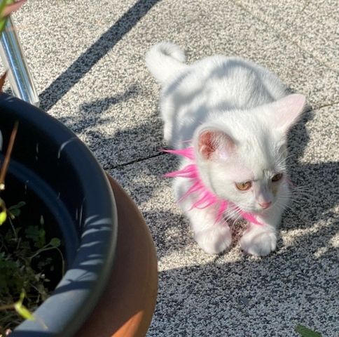 Einzigartiger weißer  Baby-Kater Mutter Kaho Manee -BKH - Mix Vater Maine Coone  BKH Mix 300€