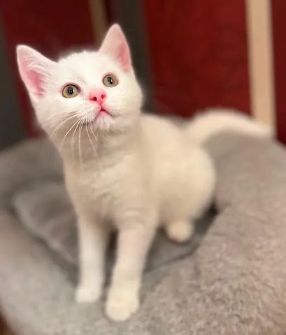 Einzigartiger weißer  Baby-Kater Mutter Kaho Manee -BKH - Mix Vater Maine Coone  BKH Mix 300€