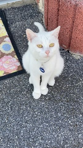 1 weiße18 mon.  Katze Khao Manee Maine Coone Mix 300 €