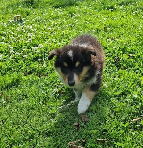 Wunderschöne langhaarige Tricolour Collie-Welpen mit liebevoller Aufzucht