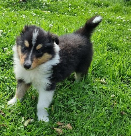 Wunderschöne langhaarige Tricolour Collie-Welpen mit liebevoller Aufzucht