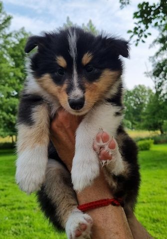 Wunderschöne langhaarige Tricolour Collie-Welpen mit liebevoller Aufzucht
