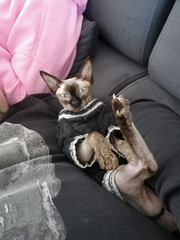 Kastrierte weibliche kanadische Sphynx-Katze