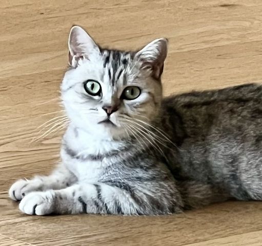 BKH Kitten reinrassig geimpft entwurmt und zuckersüß abzugeben