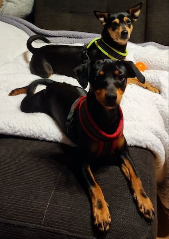 Pinscher-Mix-Welpen- süße Racker suchen ein Zuhause