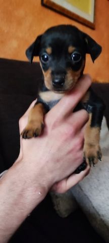 Pinscher-Mix-Welpen- süße Racker suchen ein Zuhause