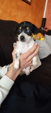 Pinscher-Mix-Welpen- süße Racker suchen ein Zuhause
