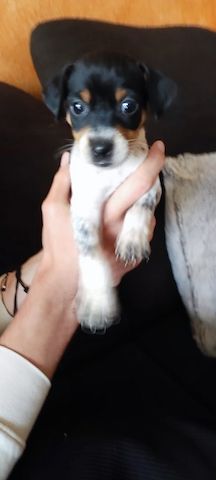 Pinscher-Mix-Welpen- süße Racker suchen ein Zuhause