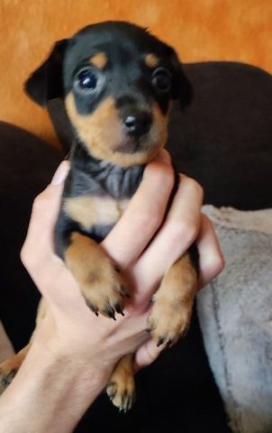 Pinscher-Mix-Welpen- süße Racker suchen ein Zuhause