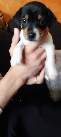Pinscher-Mix-Welpen- süße Racker suchen ein Zuhause