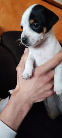 Pinscher-Mix-Welpen- süße Racker suchen ein Zuhause