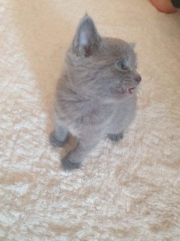BKH Kitten weiße u Grau Katzen weiblich männlich WT 21.06. reinrassig