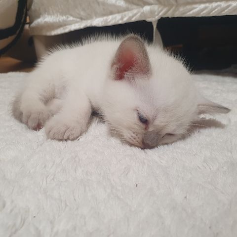 BKH Kitten weiße u Grau Katzen weiblich männlich WT 21.06. reinrassig