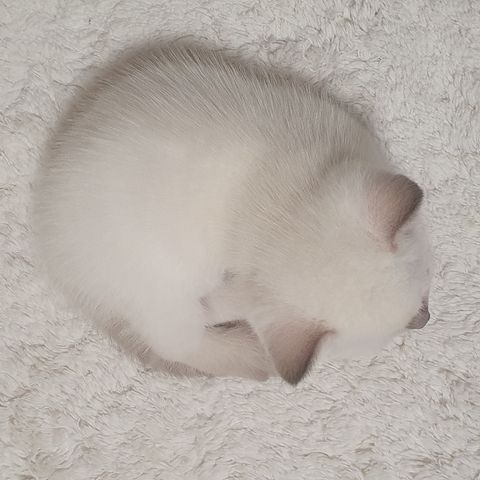 BKH Kitten weiße u Grau Katzen weiblich männlich WT 21.06. reinrassig