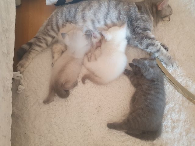 BKH Kitten weiße u Grau Katzen weiblich männlich WT 21.06. reinrassig