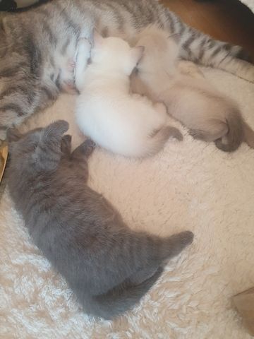 BKH Kitten weiße u Grau Katzen weiblich männlich WT 21.06. reinrassig