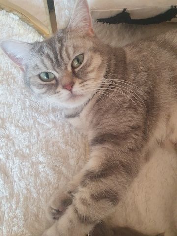 BKH Kitten weiße u Grau Katzen weiblich männlich WT 21.06. reinrassig