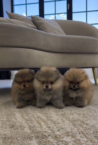 Zwergspitz Pomeranian Welpen Abzugeben
