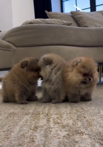 Zwergspitz Pomeranian Welpen Abzugeben