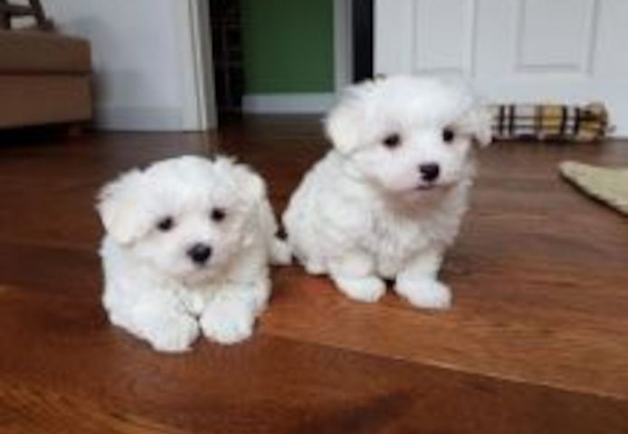 MINI Toy Malteser welpen