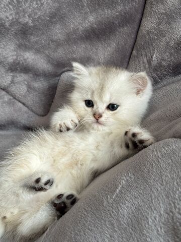 BKH Kitten in silber und braun