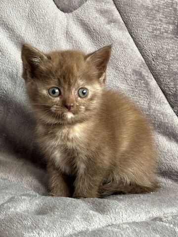 BKH Kitten in silber und braun