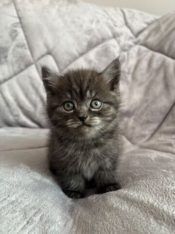 BKH Kitten in silber und braun