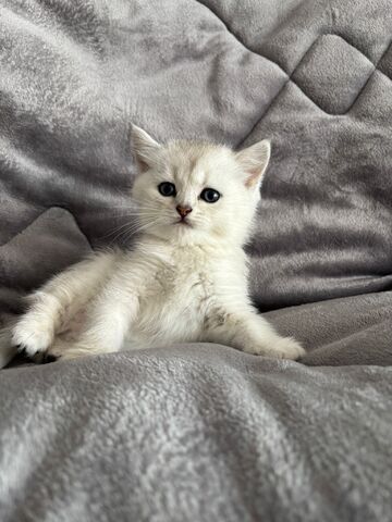 BKH Kitten in silber und braun