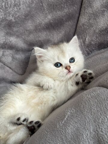 BKH Kitten in silber und braun