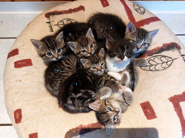 Mischlingskitten