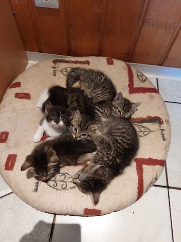 Mischlingskitten