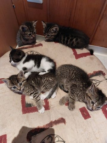 Mischlingskitten