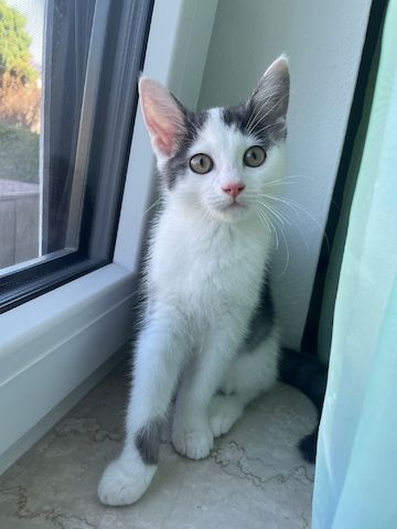 Kitten sucht ein neues Zuhause.