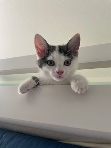 Kitten sucht ein neues Zuhause.