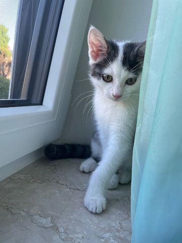 Kitten sucht ein neues Zuhause.